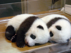 上野動物園の双子のパンダ、シャオシャオ＆レイレイ誕生でパンダブーム再来!?