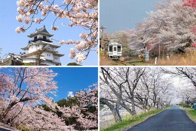 ＜静岡県西部＞一度はお花見に行きたい桜の名所＆おすすめ桜イベント