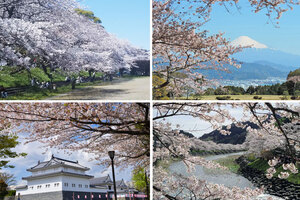 ＜静岡県中部＞一度はお花見に行きたい人気の桜の名所＆おすすめ桜イベント