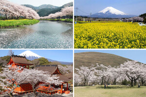 ＜静岡県東部＞一度はお花見に行きたい人気の桜の名所＆おすすめ桜イベント