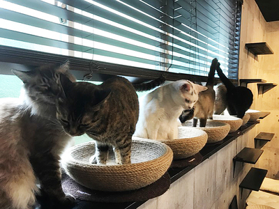 猫を愛でながらくつろげる、癒やしカフェ「珈琲茶屋る・くるーん」／掛川