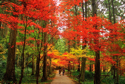 静岡県の絶景紅葉スポットおすすめ6選！写真を撮りに出かけよう！