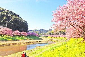 春を先取り！早春に咲く河津桜・早咲き桜が見られる静岡県のおすすめお花見スポット