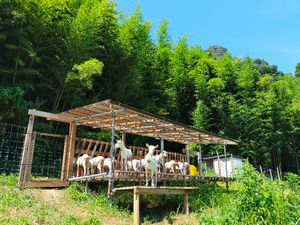 藤枝市の山間にかわいいヤギの牧場が！