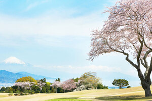 レアすぎる静岡の桜名所・お花見スポット4選！人気上昇中の知る人ぞ知る隠れた名所