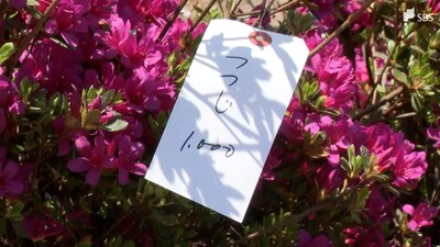 暖かな陽気に色とりどりの花　最後の「みどりまつり」にぎわう＝静岡・三島市
