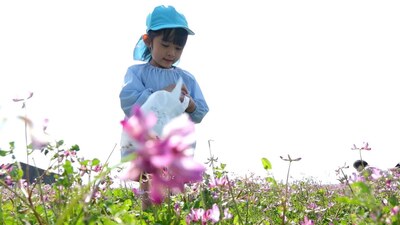 まるで「ピンクのじゅうたん」　田植え前のレンゲの野辺で園児が花摘み＝静岡・富士市