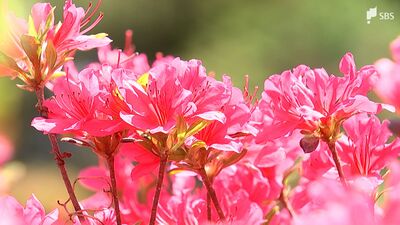 「感動しました」鮮やかな40種 10万本のツツジ見頃　例年に比べ開花早く＝静岡・伊東市