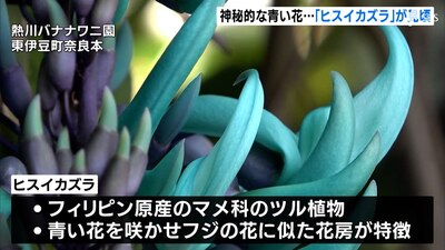 宝石の翡翠のような…神秘的な青い花「ヒスイカズラ」が見ごろ＝静岡・東伊豆町