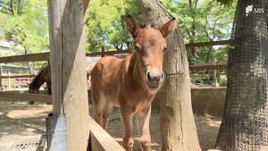 「すごい速さで走る姿見て」　天然記念物「与那国馬」赤ちゃん誕生＝静岡・三島市