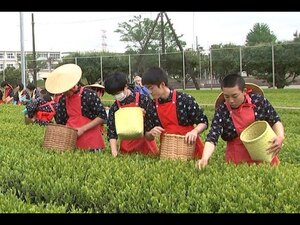 お茶どころ牧之原で「茶娘・茶息子」姿の中学生が摘み取り「多くの人に飲んでほしい」