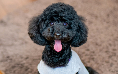 犬や猫の可愛い写真の撮り方をプロのカメラマンに聞いてみた！