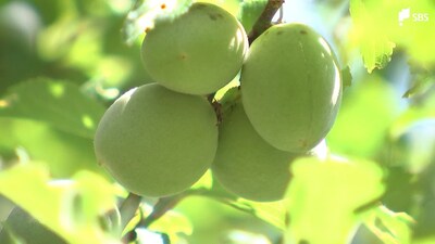 「梅の実いっぱい採れた！」小学生が熱海梅園で恒例の収穫　例年より一週間早く＝静岡