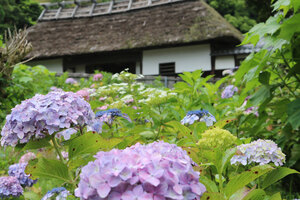 静岡県でおすすめの紫陽花（あじさい）名所ベスト5