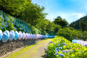＜2024年最新＞静岡県でおすすめの紫陽花（あじさい）名所7選