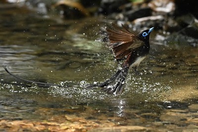 サンコウチョウ、今年も静岡市に飛来！ダイナミックな水浴びをカメラがとらえました