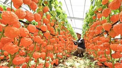 きょうは１年で最も昼間の時間が長い“夏至”！浜松市で夏の風物詩ホオズキの収穫スタート