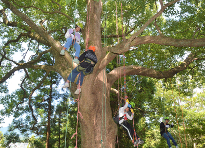 ロープを使って大木を登り、樹上に広がる別世界へ！　ツリークライミングの魅力をご紹介します