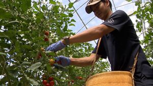 農業を「大変なイメージ」から「誰にでも稼ぐチャンスがあるもの」に　ベンチャー企業がAIを駆使してトマト栽培