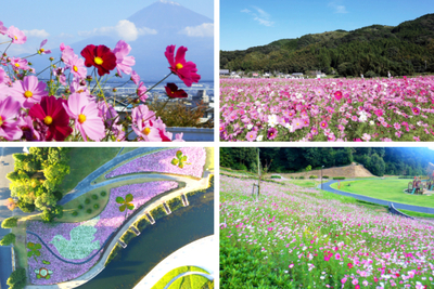静岡県内のおすすめコスモス畑5選!藤枝・裾野・浜松...この秋行きたい感動のピンクロード