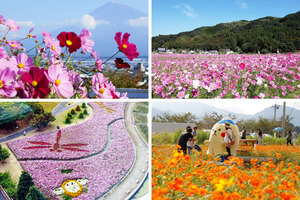 静岡の絶景コスモス畑おすすめ4選！ピンク色のお花畑でリフレッシュ！