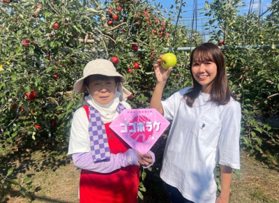 島田市の人気果実園「ひろみちゃんのりんご園」で収穫体験！糖度18度の甘いりんごに感動