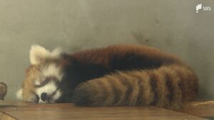 “レッサーパンダの聖地”で待望の赤ちゃん誕生 「順調にすくすく育って」 日本平動物園が名前を募集=静岡