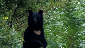 なぜ?ハンターも出没に警戒　静岡県内  生息域の外にクマの目撃相次ぐ　パトロールに同行「音を出すのは効果的」=静岡・裾野市