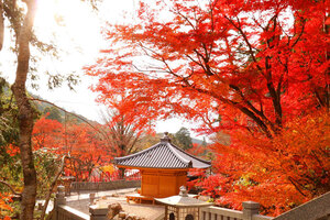 11月11、12日に開催！静岡県内の週末おすすめイベント／法多山もみじまつり・各地でイルミネーション点灯・お茶の香ロード