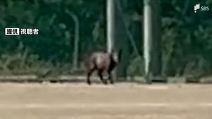 【動画あり】「フェンスをよじ登っている」住宅街にある高校にニホンカモシカが出没　学校の外へ逃走か＝浜松市西区