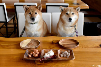 ワンちゃんにご褒美ランチを！静岡市で愛犬専用メニューがあるカフェ3選