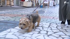 「散歩することはやぶさかではないが店の前でされてしまうと…」犬が集う街にはマナーも大事　“トイレ問題”解決へ学生がナイスアイデア