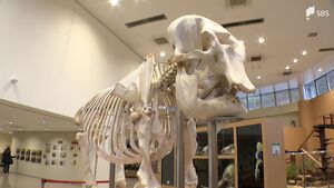 ゾウのシャンティにまた会える　日本平動物園「骨格標本」を展示　動物園のシンボル的存在として人気に=静岡