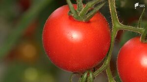 「経験したことがない環境で生産しなければいけない」トマトはすでに“冬野菜”⁉変わる農作物の「旬」価格高騰の裏側にあるもの