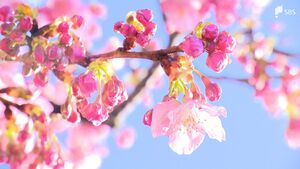 「地元で見ている桜と違ったのでびっくり」河津桜まつり開幕　インバウンド客を呼び込め! 高価格“2万5000円プラン”も登場