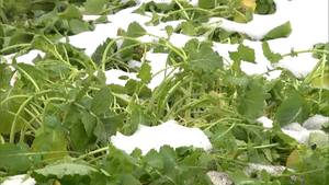 積雪の影響で「水かけ菜」がピンチ　富士山の湧き水で育つ特産品「雪が溶けるのを待つしかない」=静岡・御殿場