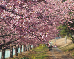 2月17、18日に開催！静岡県内の週末おすすめイベント／例年より開花が早め？早咲き桜のおすすめスポット