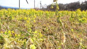 「7、8割枯れてしまっている」いまが見ごろなのに…菜の花畑に異変で地元に嘆き