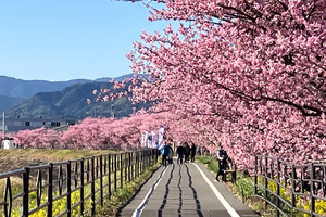 2月23、24、25日の三連休に開催！静岡県内のおすすめイベント／早咲きの桜が見頃！各地で桜まつり、富士山の日イベント