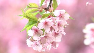 「70万人に届くか…」と町長も心配　残りわずか「河津桜まつり」開花早く 後半3連休も天候恵まれず＝静岡・河津町