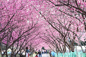 3月9、10日に開催！静岡県内の週末おすすめイベント／濃いピンク色の花桃が見頃、みとしーフェスタ、富士山白糸平成棚田祭り