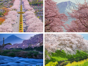 静岡県の絶景桜スポット10選！定番から穴場まで。SNSのフォロワーさんが撮影した写真も紹介！