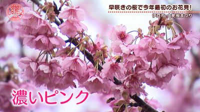 伊豆で最も早咲きといわれる土肥桜で今年最初のお花見！「土肥桜まつり」