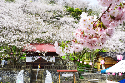 3月30、31日に開催！静岡県内の週末おすすめイベント／各地で桜まつり、恐竜フェスティバル、富士山花火 vs スピードウェイ
