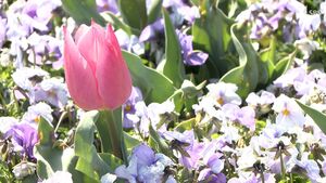 「大きなガーデンで花に包まれる体験を楽しんで」花の祭典　初めての演出も「浜名湖花博2024」あす開幕
