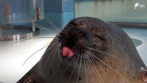 図鑑に載らないような雑学も披露「国際アザラシの日」下田海中水族館で限定ショー開催「個体紹介カード」プレゼント