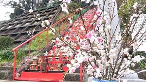 日本一118段ひな飾り　しだれ桃の里まつり「花は２～３分咲き」見頃は４月＝静岡・下田市