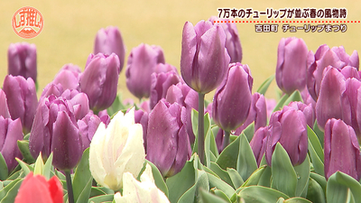60種類、7万本のチューリップが咲き誇る！吉田町チューリップまつり