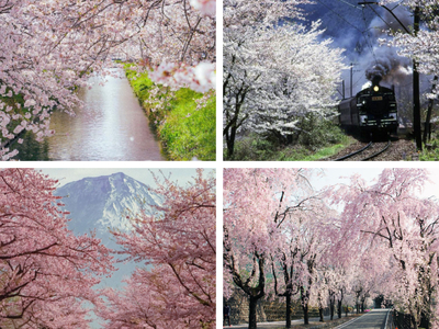 静岡県内の桜情報まとめ！今しか見られない絶景や穴場スポット、最新の開花状況も