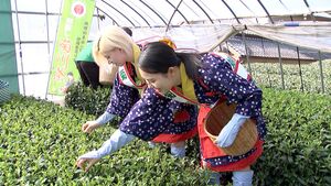 「味はいい。まろやか」新茶シーズン前にハウス新茶の初摘み　例年より5日ほど生育遅く=静岡・菊川市